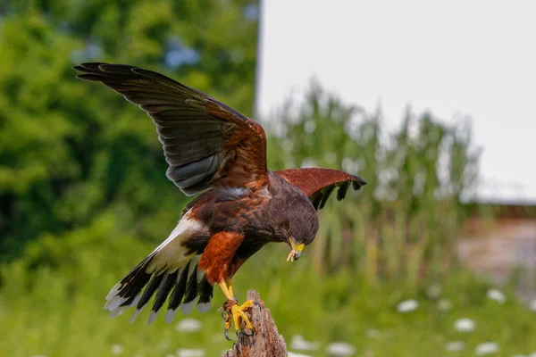 Nahaufnahme Eines Stattlichen Braunen Adlers Seinem Lebensraum Der Natur — Stockfoto