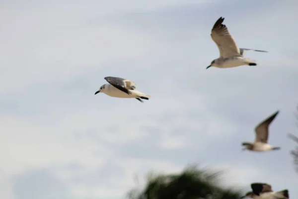 Low Angle Shot Seagulls Flying High Sky — Stock Photo, Image