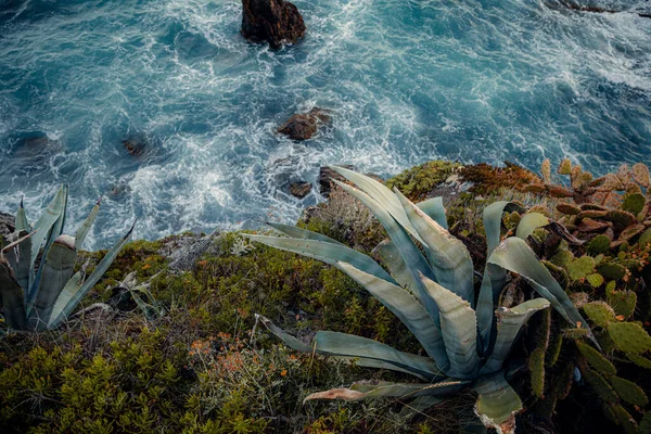 Zee Groene Bladplanten Aan Kust Genua Italië — Stockfoto