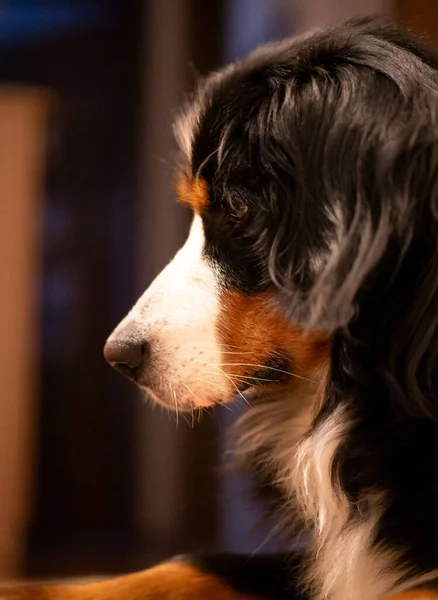 Tiro Vertical Bernese Mountain Dog Fundo Embaçado — Fotografia de Stock