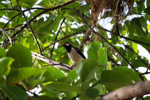 Zbliżenie Czarnoszyi Szpaka Ptaka Siedzącego Drzewie Lesie — Zdjęcie stockowe