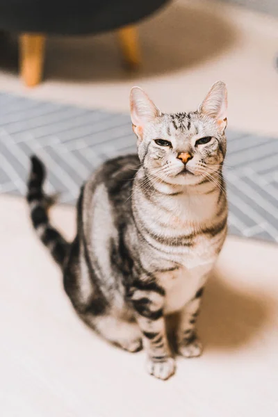 Gatinho Americano Bonito Shorthair Quarto — Fotografia de Stock