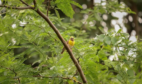Eine Nahaufnahme Eines Gelben Baya Webervogels Der Auf Einem Baum — Stockfoto