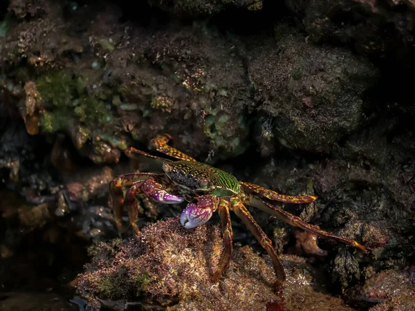 Primer Plano Cangrejo Sobre Una Roca Cubierta Musgo Bajo Agua — Foto de Stock