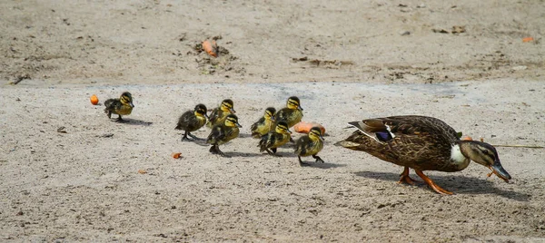 Eine Großaufnahme Einer Ente Mit Ihren Entchen Die Auf Dem — Stockfoto