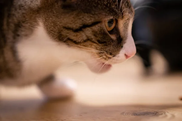 Closeup Shot Cute Fluffy Cat Blurred Background — Stock Photo, Image