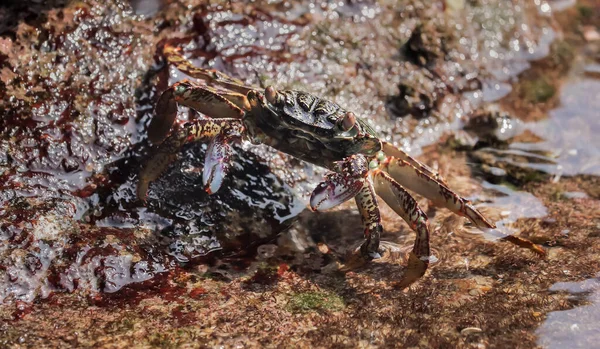 在海岸布满苔藓的岩石上拍到一只螃蟹的特写 — 图库照片