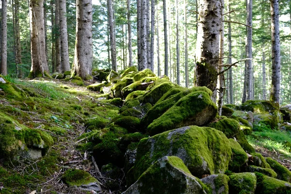 Лісова Стежка Мохоподібними Скелями Бік Денного Світла — стокове фото