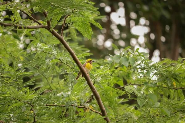 Eine Nahaufnahme Eines Gelben Baya Webervogels Der Auf Einem Baum — Stockfoto