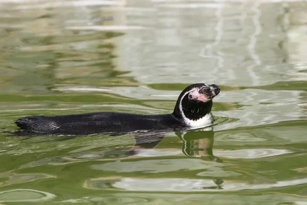 Крупный План Плавающего Воде Магелланова Пингвина — стоковое фото