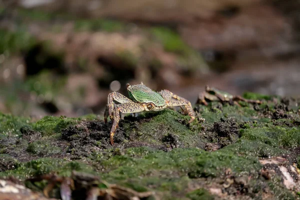 Vue Arrière Rapprochée Crabe Sur Rocher Recouvert Mousse Sur Une — Photo