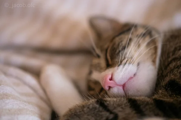 Närbild Bild Söt Fluffig Katt Sover Suddig Bakgrund — Stockfoto