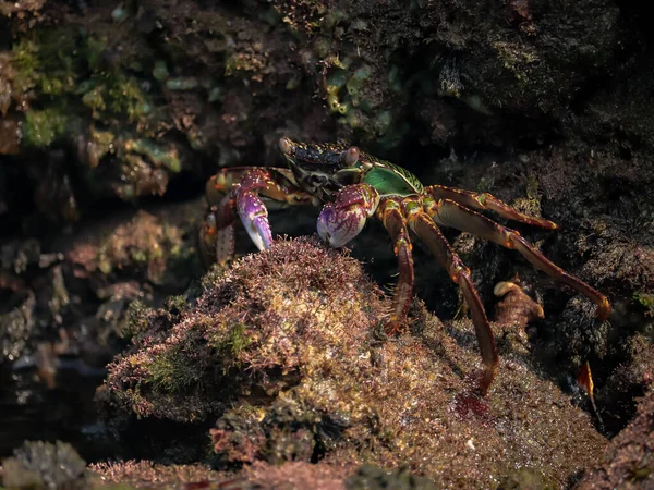 水中の苔で覆われた岩の上にカニのクローズアップショット — ストック写真