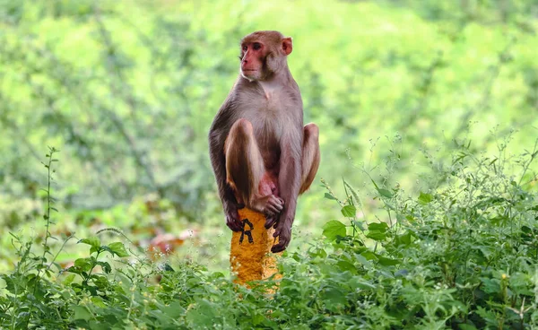 Ein Süßer Affe Sitzt Auf Einem Kleinen Gelben Holzstab Inmitten — Stockfoto