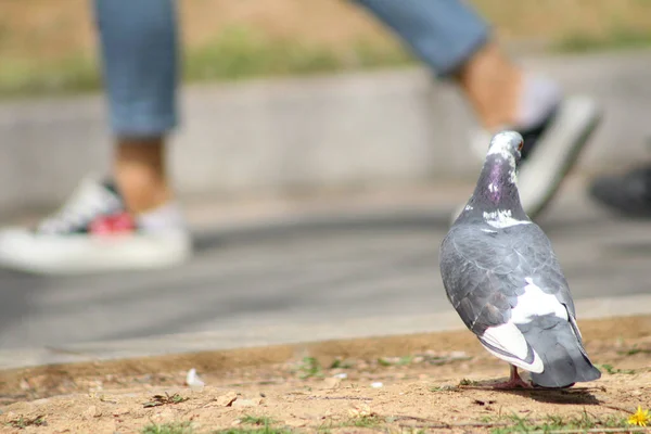 Pigeon Perching Footpath People Passing — Stock Photo, Image