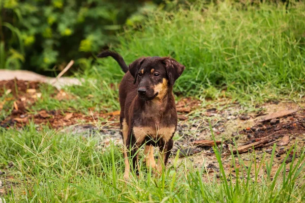 Parkta Yürüyen Kahverengi Bir Köpeğin Yakın Plan Fotoğrafı — Stok fotoğraf