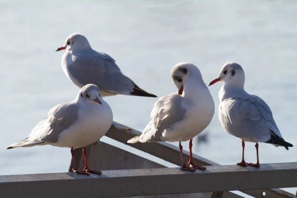 Closeup Perched Silver Gulls — Stock Photo, Image