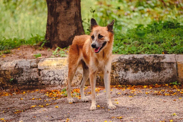 公園を歩く茶色のパリア犬のクローズアップショット — ストック写真