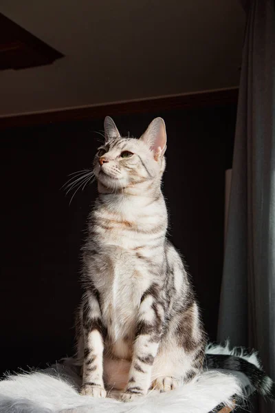 部屋の中に可愛いアメリカのショートヘアの子猫 — ストック写真