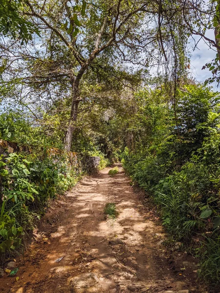 Plano Vertical Camino Tierra Bosque — Foto de Stock