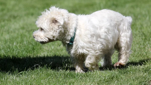 Detailní Záběr West Highland White Terrier Běžně Známý Jako Westie — Stock fotografie