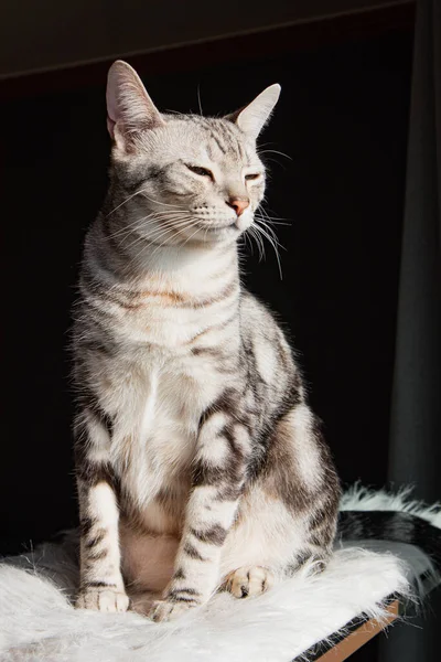 귀여운 미국짧은 고양이 — 스톡 사진