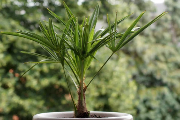 Una Planta Frondosa Tazón Con Fondo Borroso — Foto de Stock