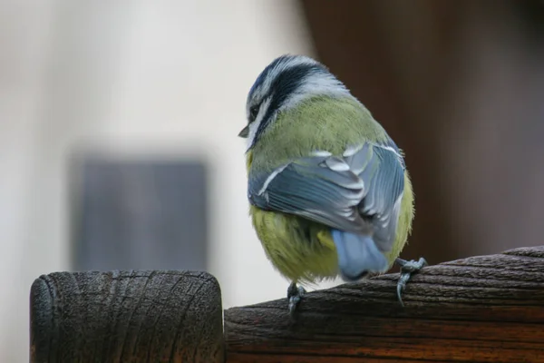 Closeup Shot Eurasian Blue Tit Perched Wood — ストック写真