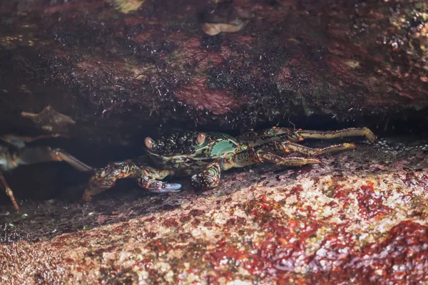Nahaufnahme Einer Krabbe Auf Einem Mit Moos Bedeckten Felsen — Stockfoto