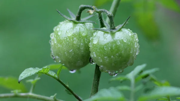 Primo Piano Pomodori Verdi Con Gocce Acqua Concentrazione Superficiale — Foto Stock