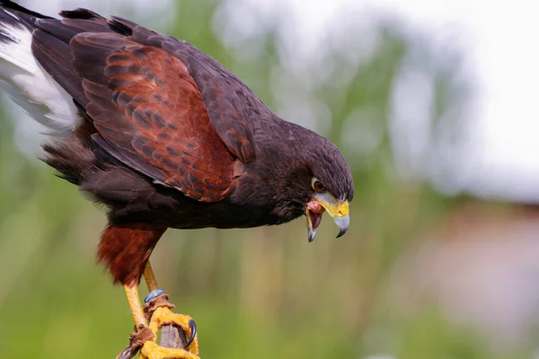 Closeup Shot Stately Brown Eagle Its Habitat Nature — Stock Photo, Image
