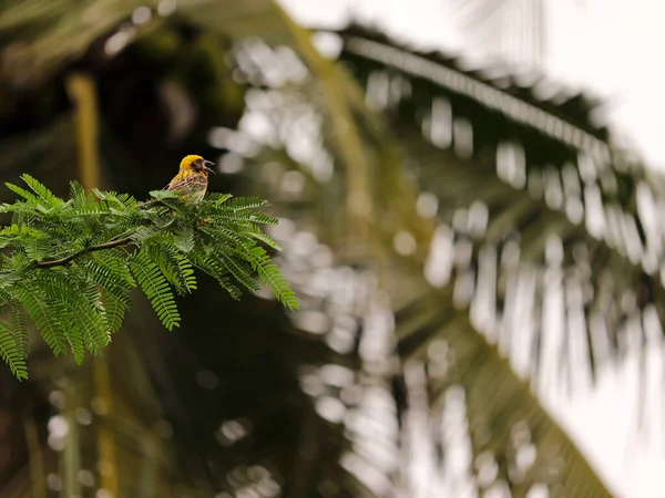 Primer Plano Pájaro Tejedor Baya Amarilla Posado Sobre Árbol Sobre — Foto de Stock