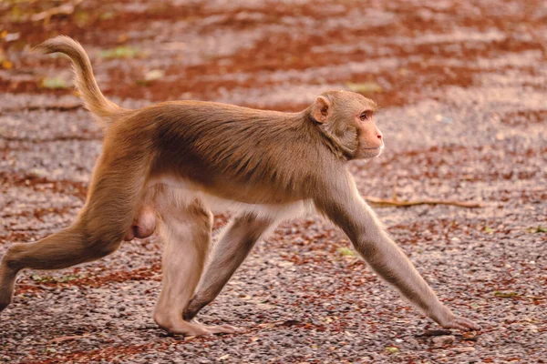 Cute Monkey Walking Zoo — Stock Photo, Image