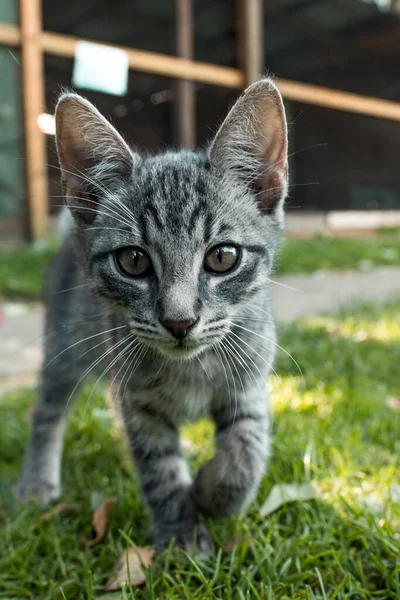 公园里一只长着绿眼睛的胖胖的猫 — 图库照片