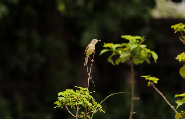 Closeup Shot Small Yellow Bird Perched Tree Branch — Stock Photo, Image