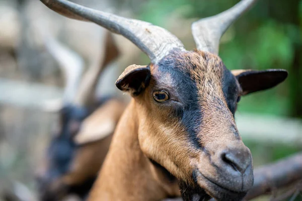 Closeup Shot Alpine Goat Blurred Background — Stock Photo, Image