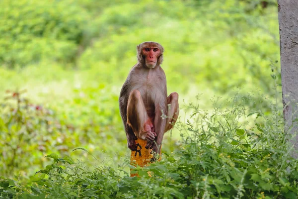 一只可爱的猴子坐在一个绿色的公园中央一根黄色的小木棍上 — 图库照片