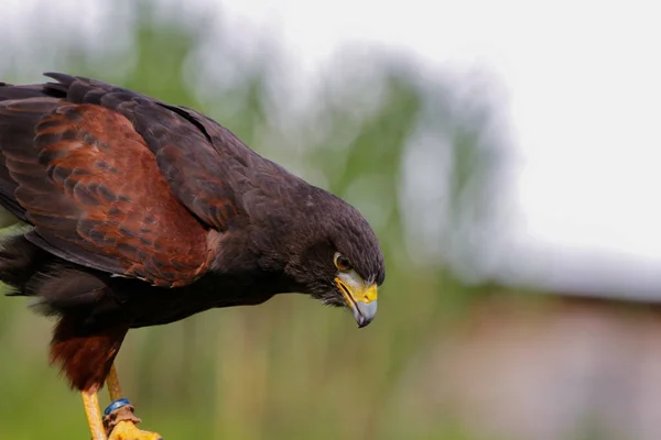 Closeup Shot Stately Brown Eagle Its Habitat Nature — Stock Photo, Image