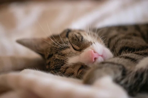 Primer Plano Lindo Esponjoso Gato Durmiendo Sobre Fondo Borroso — Foto de Stock