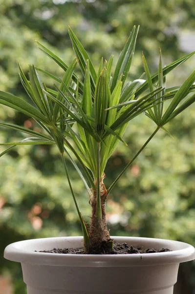 Una Planta Eafy Tazón Con Fondo Borroso — Foto de Stock