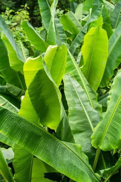 Eine Nahaufnahme Der Großen Grünen Blätter Garten — Stockfoto