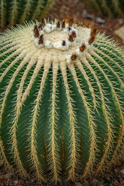 Zbliżenie Zielonego Kaktusa Okrągłego Kwiatami Górze Zamazanym Tłem — Zdjęcie stockowe