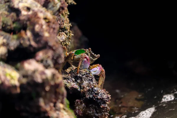 Nahaufnahme Einer Krabbe Auf Einem Mit Moos Bedeckten Felsen — Stockfoto