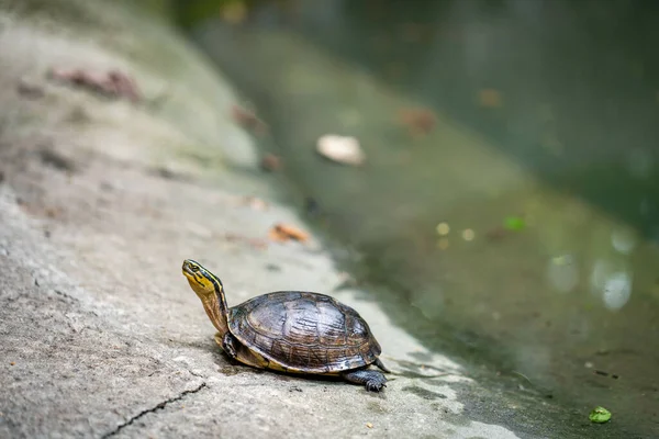 Eine Kleine Schildkröte Der Nähe Des Wassers Auf Dem Boden — Stockfoto