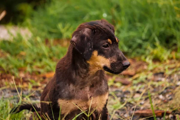 Nahaufnahme Eines Braunen Hundes Einem Park — Stockfoto