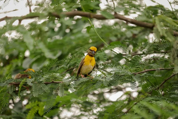 Який Фокус Жовтого Бая Ткача Птаха Сидить Дереві Лісі — стокове фото