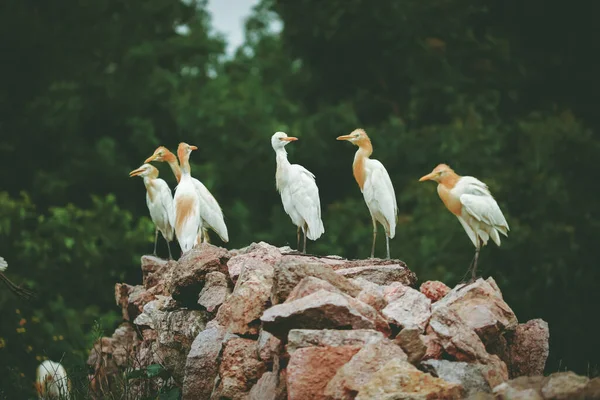 Närbild Bild Grupp Fåglar Sitter Tillsammans Stenar Ett Träd Bakgrund — Stockfoto
