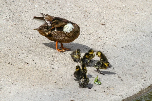 Primer Plano Pato Con Sus Patitos Arena — Foto de Stock