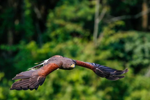 Nahaufnahme Eines Stattlichen Braunen Adlers Seinem Lebensraum Der Natur — Stockfoto