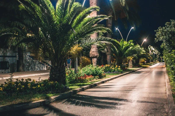 一条夜间被棕榈树和花朵环绕的小巷 — 图库照片
